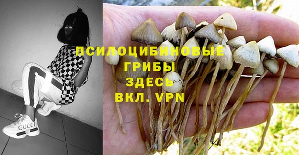 сатива Кукмор